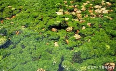 水族箱青苔控制有效方法：水族箱青苔控制方法 其他宠物 第2张