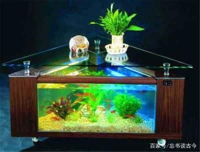 水族箱青苔控制有效方法：水族箱青苔控制方法 其他宠物 第6张