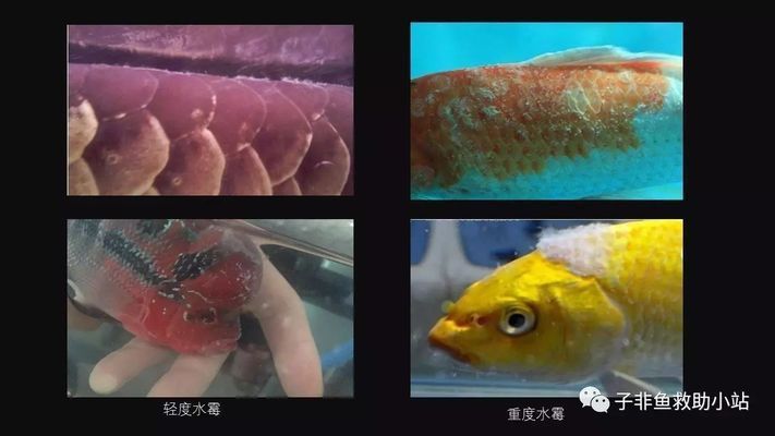 水霉病与水质关系探究：水质与水霉病的关系 其他宠物 第2张