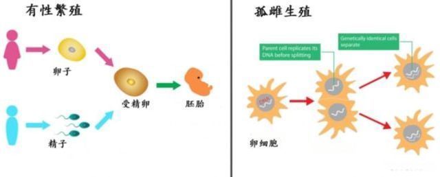 鲨鱼孤雌生殖的环境适应性：鲨鱼孤雌生殖的基因变异研究 其他宠物 第4张