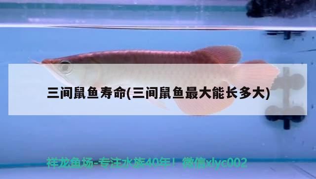 三间鼠鱼幼鱼期最佳饵料选择：三间鼠鱼幼鱼期最佳饵料选择包括动物性饲料如专用饲料和下沉饲料 其他宠物 第2张