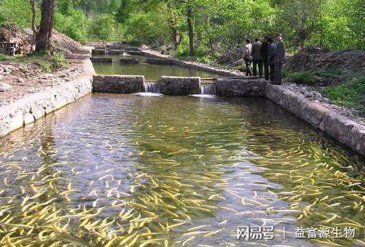 发酵菠萝喂鱼的实际效果：发酵菠萝渣喂鸡猪有什么好处？ 其他宠物 第3张