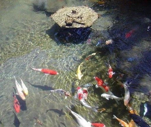 水族箱保温罩选购指南：水族箱保温罩怎么选 其他宠物 第2张