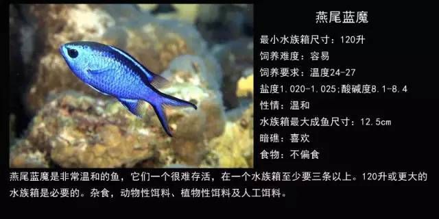 龙鱼温度低了会蒙眼睛吗：龙鱼眼睛受损的原因 水族问答 第2张