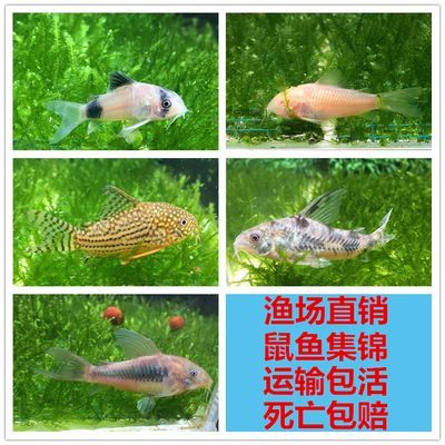 三间鼠鱼水质管理要点：三间鼠鱼水质管理要点，三间鼠鱼头部变红处理方法 其他宠物 第4张