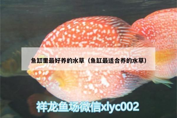 水族箱水草选择指南：水族箱水草搭配技巧 其他宠物 第1张