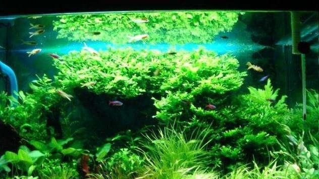 水族箱水草选择指南：水族箱水草搭配技巧 其他宠物 第4张