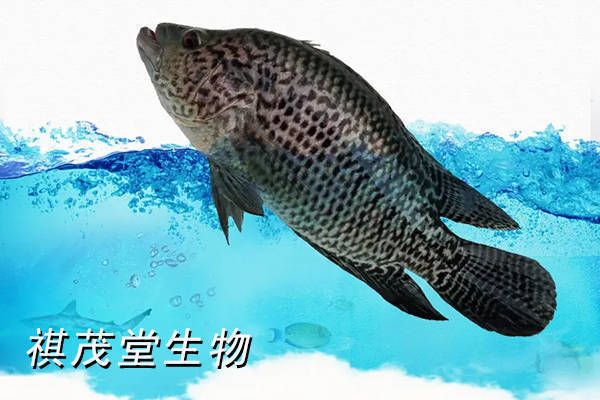 鳃腹水病的预防措施：肝腹水的预防措施 其他宠物 第1张