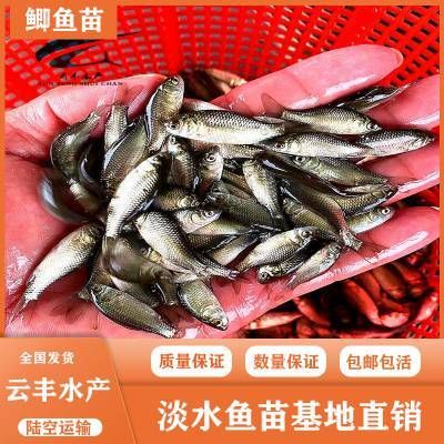 鱼苗品种选择指南：选择合适的鱼苗品种对于养殖成功至关重要的鱼苗品种指南 其他宠物 第2张