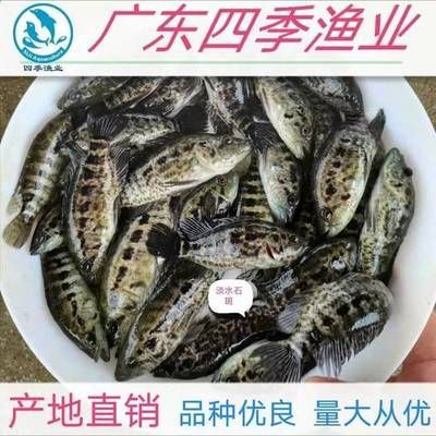 鱼苗品种选择指南：选择合适的鱼苗品种对于养殖成功至关重要的鱼苗品种指南 其他宠物 第5张