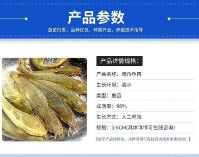 塘角鱼苗的生长环境要求：塘角鱼苗最佳生长水温，塘角鱼苗疾病预防方法 其他宠物 第4张