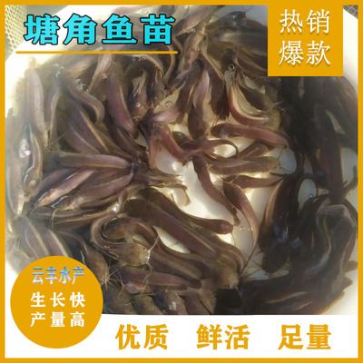 塘角鱼苗的生长环境要求：塘角鱼苗最佳生长水温，塘角鱼苗疾病预防方法 其他宠物 第5张