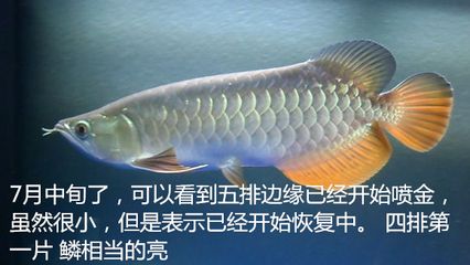 幼鱼适应水质变化的机制：幼鱼如何适应水质变化 其他宠物 第4张