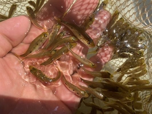 水族箱底砂铺设技巧：水族箱底砂的铺设技巧 其他宠物 第2张