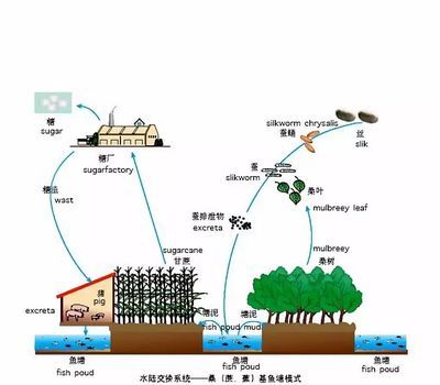 鱼塘生态系统维护技术：探索鱼塘生态系统维护技术以期实现可持续的渔业发展 其他宠物 第5张