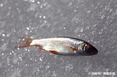 红虫作为鱼苗饲料的效果：红虫作为鱼苗饲料具有显著效果 其他宠物 第4张