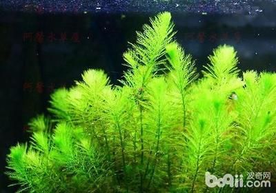 水族箱内水草选择指南：如何选择水族箱内的水草 其他宠物 第1张