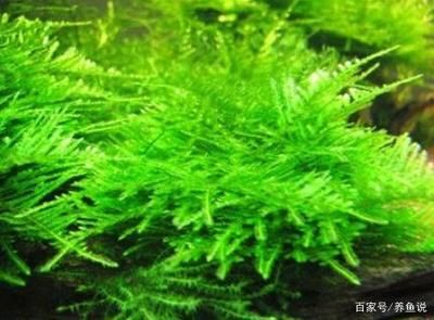 水族箱内水草选择指南：如何选择水族箱内的水草 其他宠物 第2张