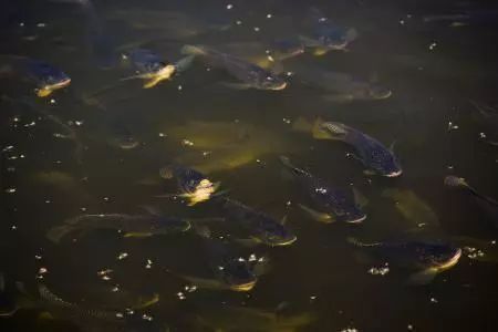 饲料消毒对鱼病的影响：水产品安全法规解读饲料消毒对鱼病的影响主要体现 其他宠物 第4张