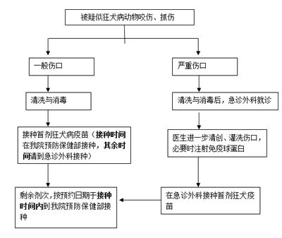 狂犬病疫苗接种流程：狂犬病疫苗接种流程和注意事项 其他宠物 第3张