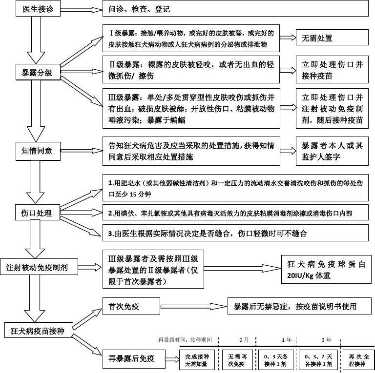 狂犬病疫苗接种流程：狂犬病疫苗接种流程和注意事项 其他宠物 第4张