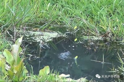 雪鲫鱼繁殖缸水草选择指南：雪鲫鱼繁殖缸水草选择指南，为了提高雪鲫鱼的繁殖效率 其他宠物 第2张