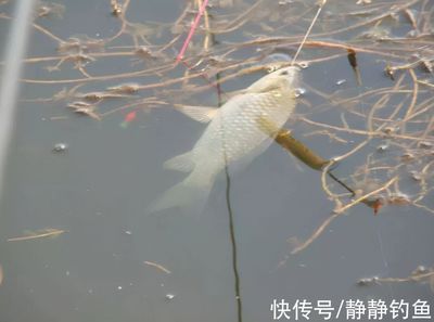 雪鲫鱼繁殖缸水草选择指南：雪鲫鱼繁殖缸水草选择指南，为了提高雪鲫鱼的繁殖效率 其他宠物 第4张