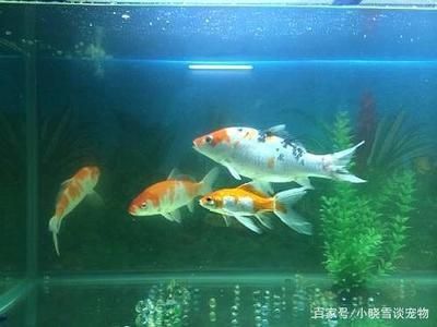 光照对锦鲤色彩影响的研究：光照对锦鲤的影响 其他宠物 第2张