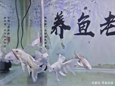 蝴蝶鲤鱼缸水温控制技巧：蝴蝶鲤水温控制技巧 其他宠物 第1张