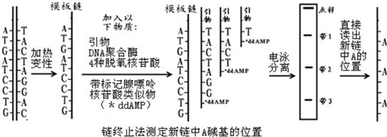 生物膜形成过程解析：生物膜的形成过程 其他宠物 第5张