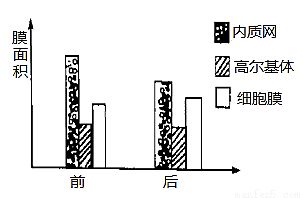 生物膜形成过程解析：生物膜的形成过程 其他宠物 第4张