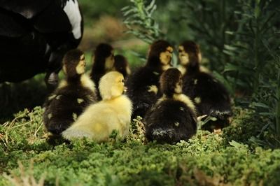 龙鱼系列无人机：龙鱼系列无人机在低光环境下的表现如何？ 水族问答 第2张