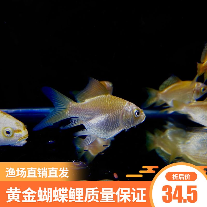 蝴蝶鲤鱼苗最佳喂养频率：蝴蝶鲤鱼苗的喂养频率 其他宠物 第5张