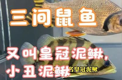 三间鼠鱼隔离检疫流程：三间鼠鱼过水处理技巧 其他宠物 第4张