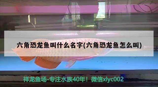 龙鱼下崽好不好怎么判断：关于龙鱼繁殖的问题 水族问答 第2张