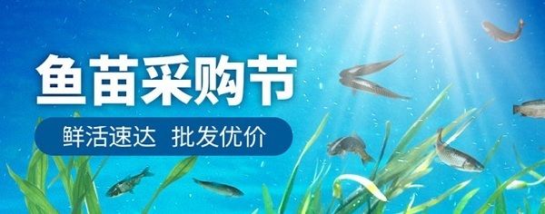 夏季鱼苗养殖温度管理方法：夏季鱼苗养殖的温度管理方法 其他宠物 第5张