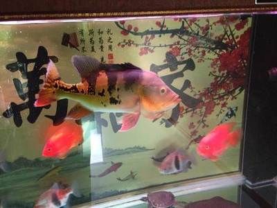 龙鱼夏天温度高：夏季养龙鱼时，如果龙鱼的水质不适合 水族问答 第2张