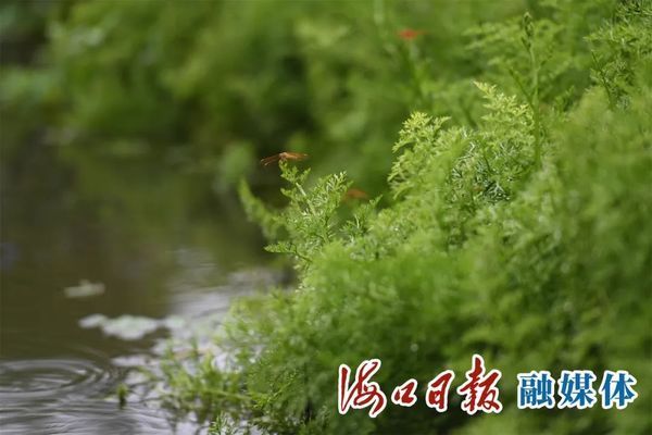 湿地生态修复中水生植物的选择：在湿地生态修复中水生植物的选择至关重要 其他宠物 第1张