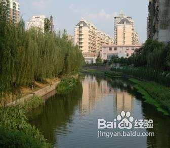 湿地生态修复中水生植物的选择：在湿地生态修复中水生植物的选择至关重要 其他宠物 第2张