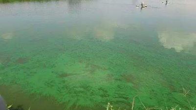 鱼池水质异常的应急处理：微生物治理鱼池水质异常的方法 其他宠物 第2张