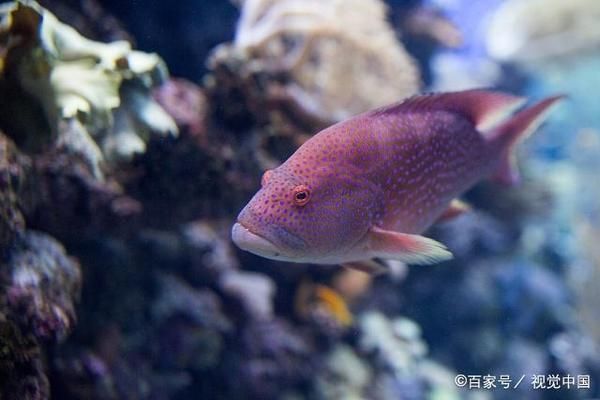 龙鱼像什么比喻句：水族馆中的精灵——龙鱼 水族问答 第2张