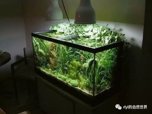 水族箱藻类控制的最佳光照时长：水族箱藻类控制的最佳光照时长实验通过调整光照强度和时长 其他宠物 第1张