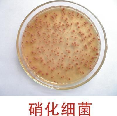 硝化细菌使用效果评价：奥芬兰硝化细菌在污水处理中的使用效果评价 其他宠物 第2张