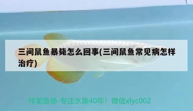 三间鼠鱼幼鱼疾病预防：三间鼠鱼幼鱼饲料选择指南 其他宠物 第1张