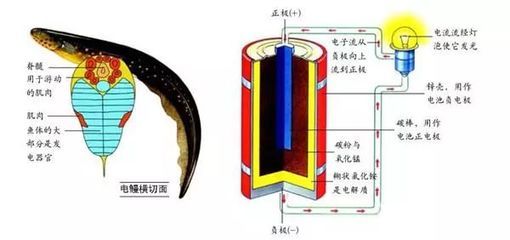 象鼻鱼发电器官与其他生物比较：象鼻鱼发电器官的进化历程 其他宠物 第5张