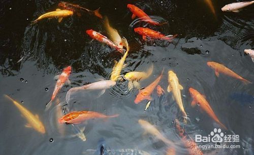 水族市场微颗粒饲料种类：不同品牌的微颗粒饲料及其特点 其他宠物 第1张