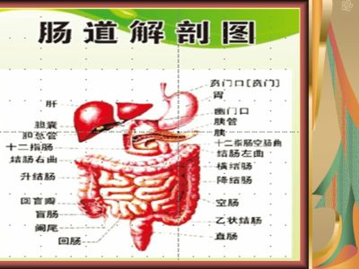 十二指肠液检查前准备：十二指肠液检查 其他宠物 第5张