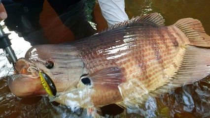 夏季战船鱼疾病预防方法：夏季战船鱼疾病预防 其他宠物 第4张