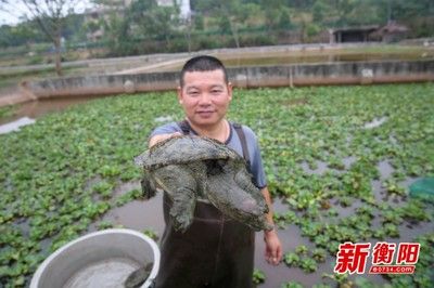 泰庞海鲢鱼饲料成本控制：泰庞海鲢鱼饲料成本控制涉及多个方面泰庞海鲢鱼饲料成本控制 其他宠物 第1张