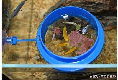 鱼饲料对水质影响分析：鱼饲料对水质的影响 其他宠物 第2张